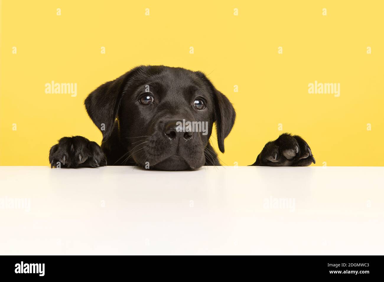 Portrait of a cute black labrador retriever puppy on a yellow background with it paws and head lying down on a white table Stock Photo