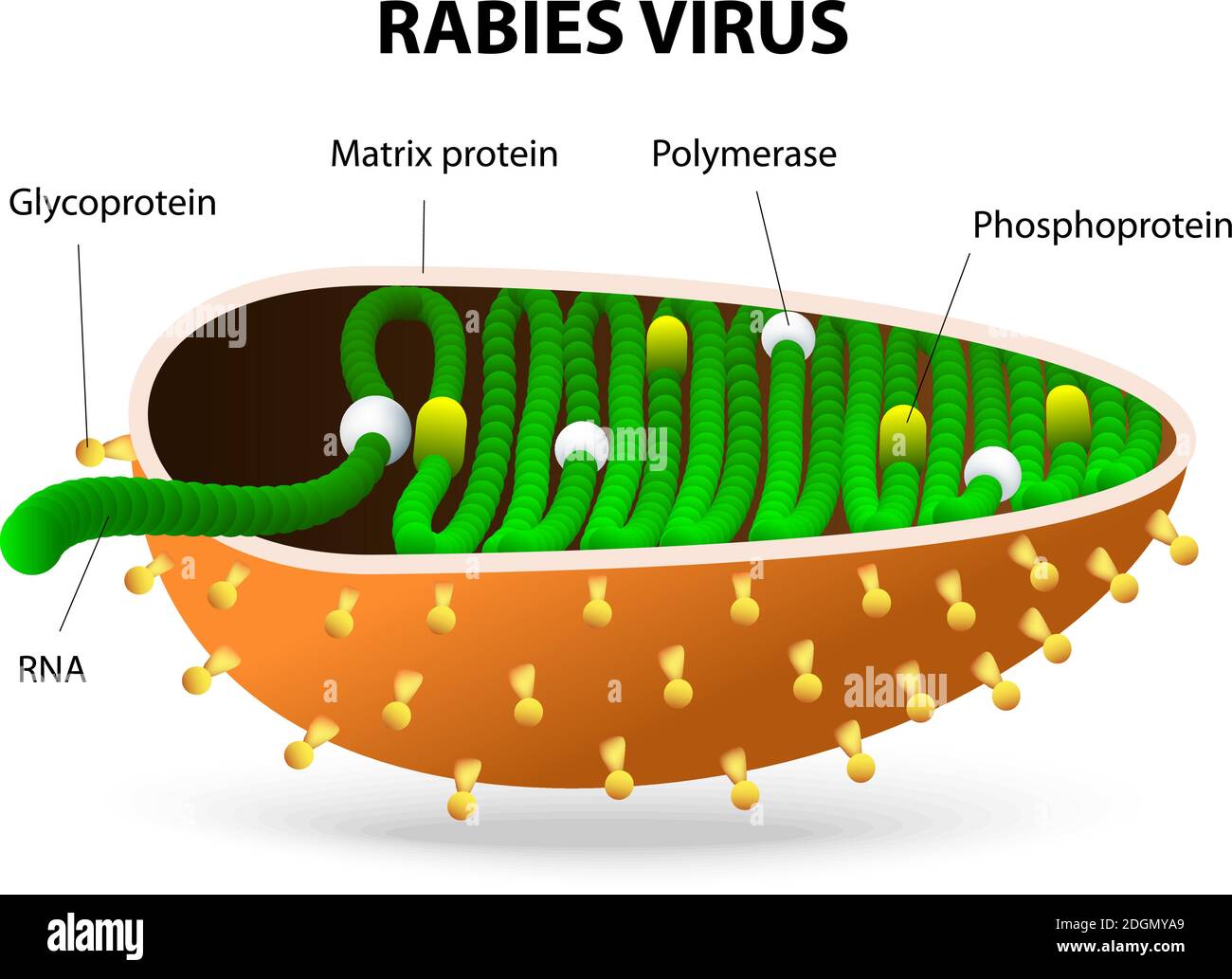 Rabies virus or Rhabdovirus. rabies virus causes rabies in humans and animals Stock Vector