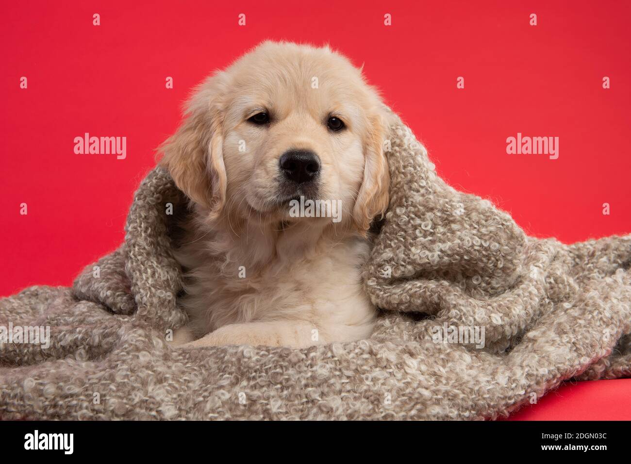 Cute golden retriever puppy covered in a blanket on a red background ...