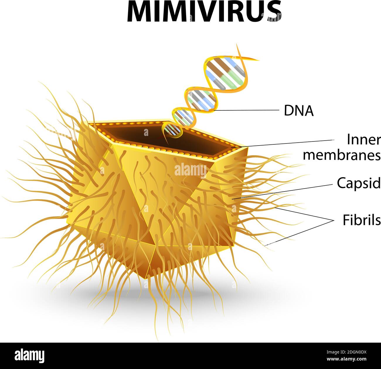 Mimivirus. Structure of virions mimi virus. Virus particles. Mimivirus a causative agent of pneumonia Stock Vector