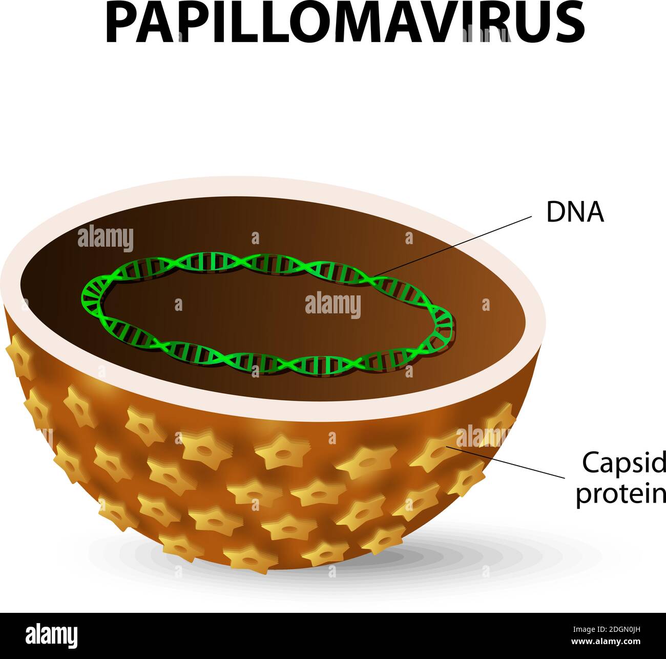 HPV is the cause of cervical cancer in women, warts, and cancers of various organs. Human papilloma virus Stock Vector