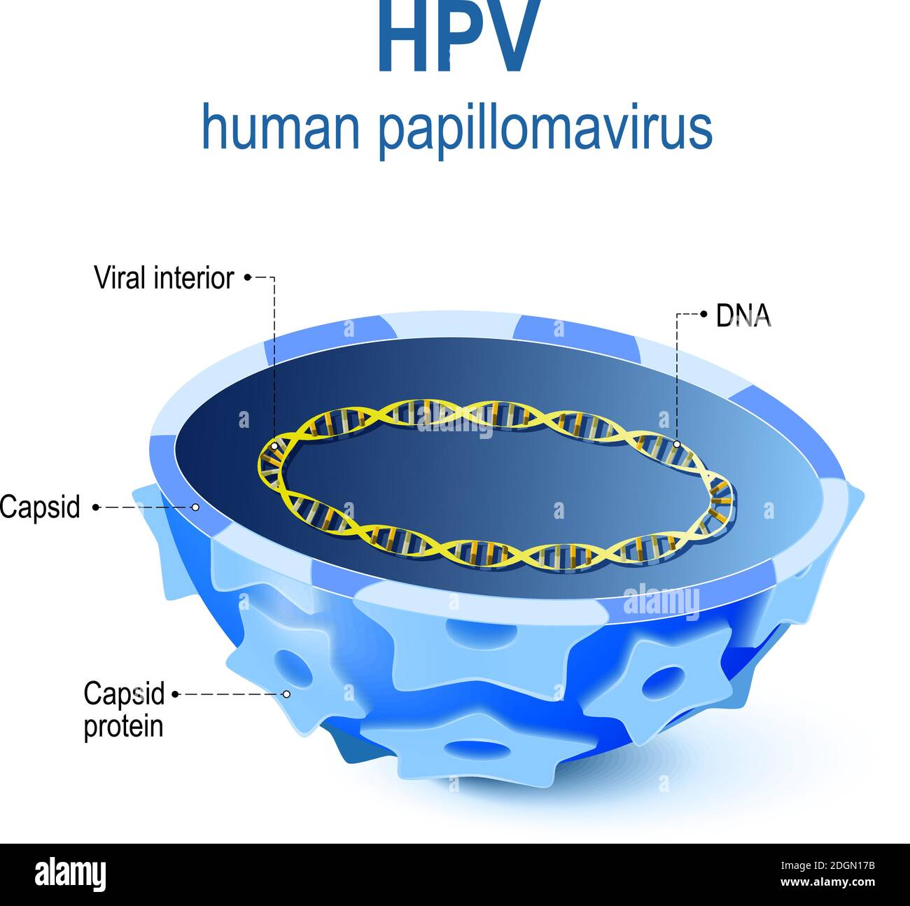 hpv - Human papillomavirus. Vector illustration of Viral interior. cross section of capsid papillomavirus with viral DNA. HPV is a infection Stock Vector