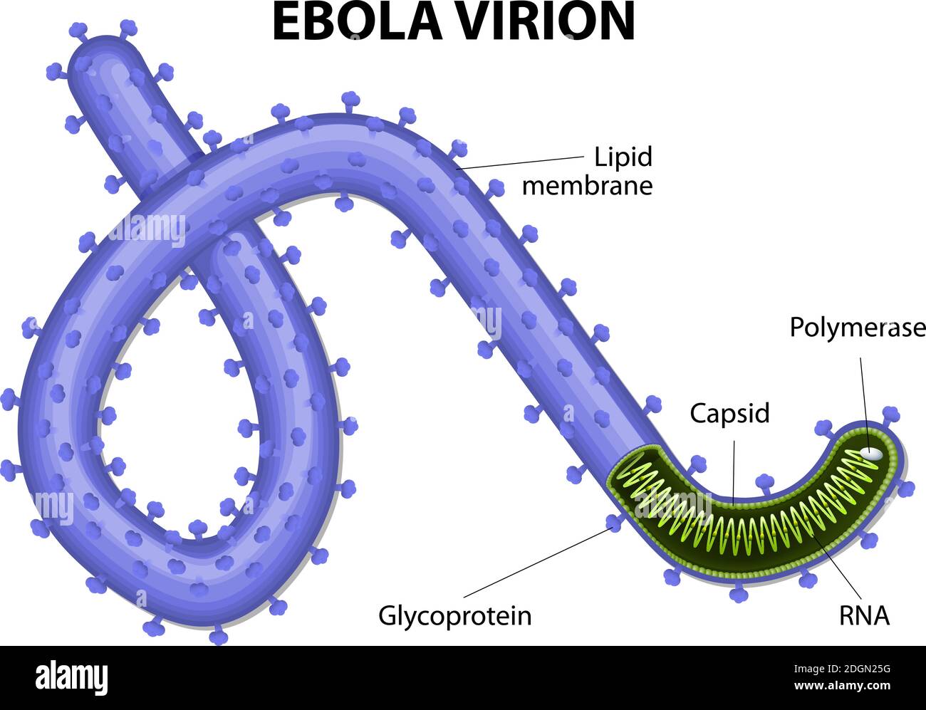 structure of a virion ebolavirus. virus ebola or hemorrhagic fever is a cause a severe and often fatal disease of humans. EVD or EHF. Stock Vector