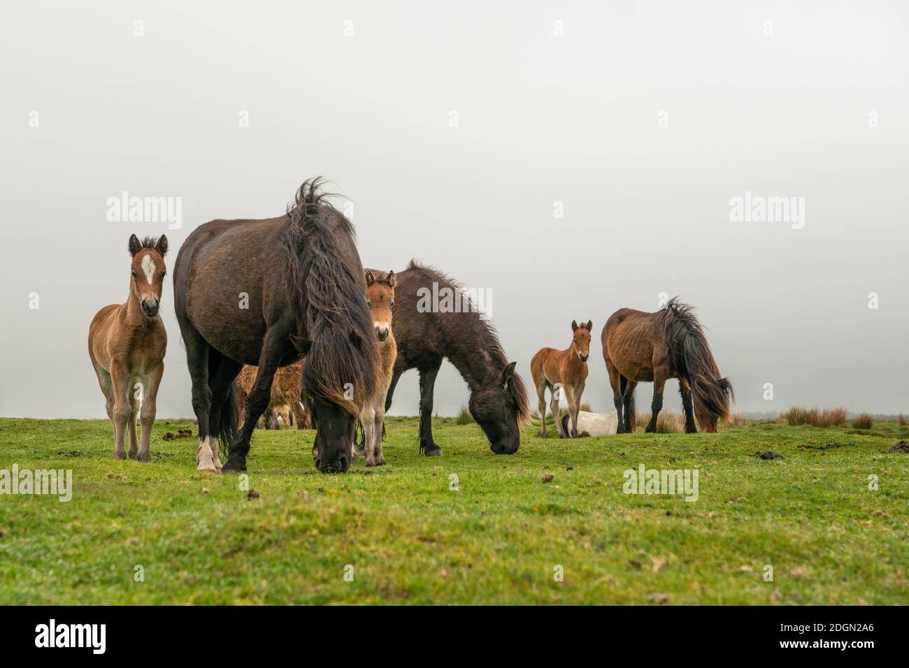 Herd of dartmoort horses eating with tree alert curious faols looking on the camera Stock Photo