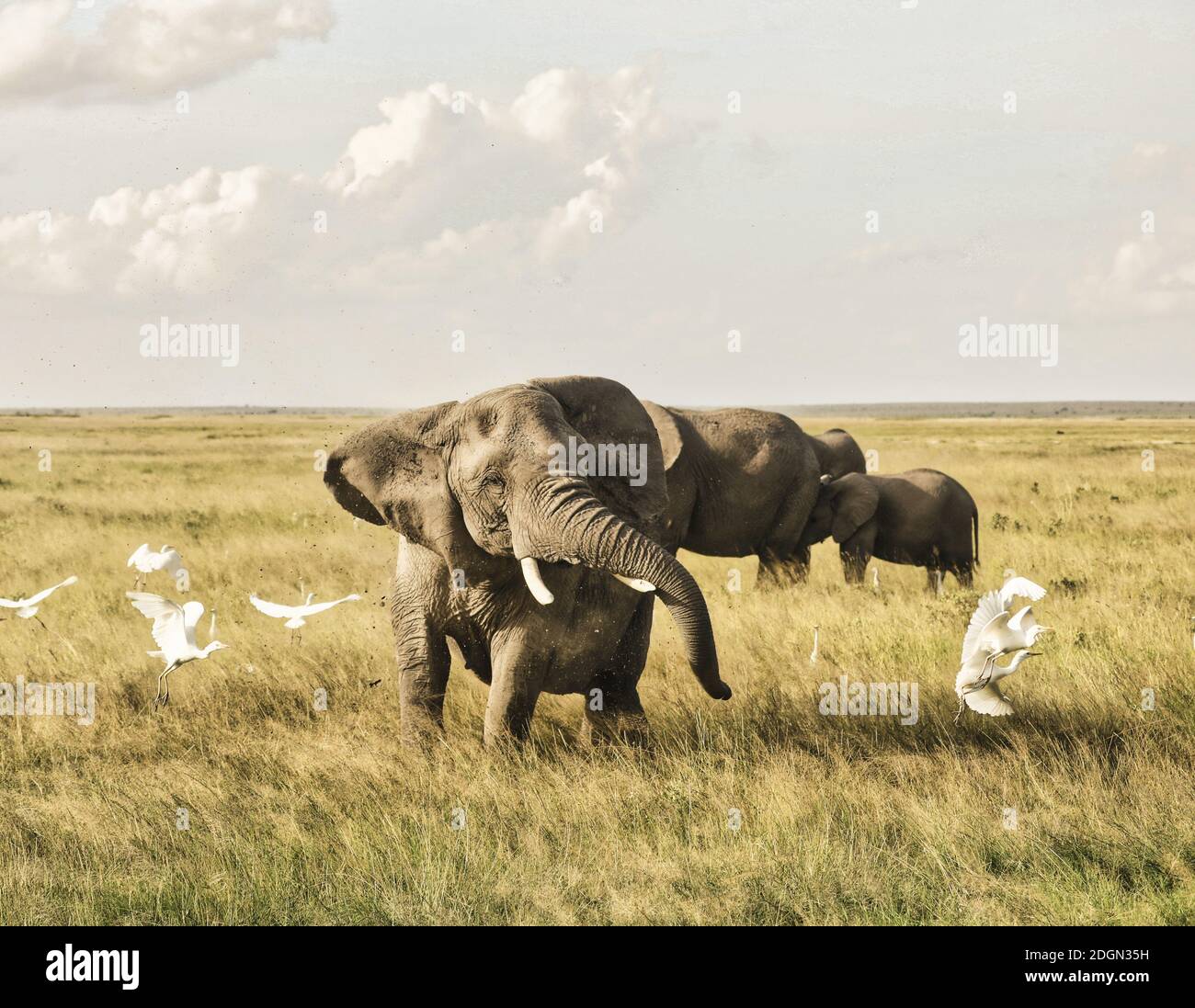 Elephants in Amboseli Nationalpark, Kenya, Africa Stock Photo