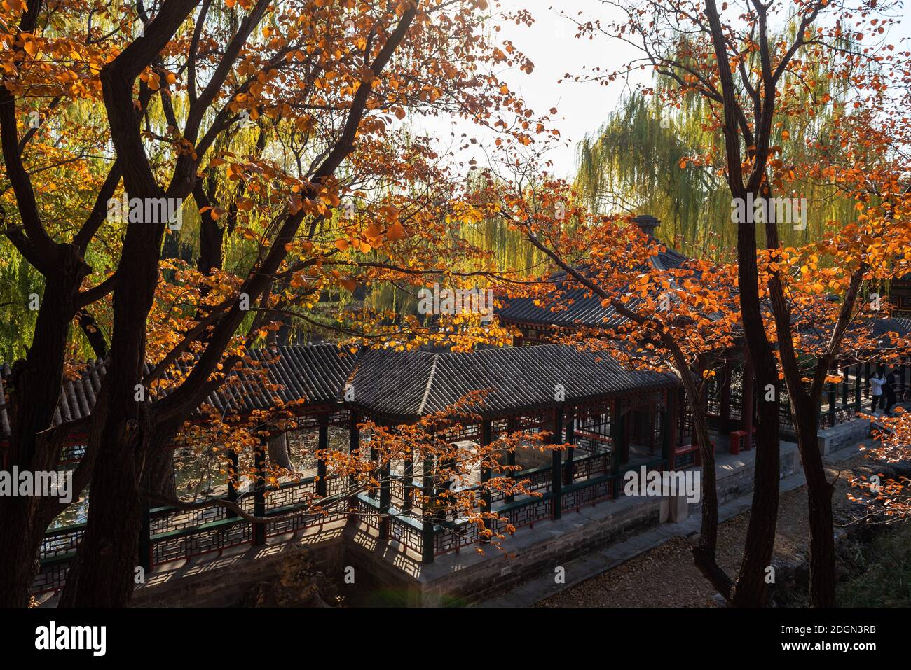 Trees turn into yellow or red within the Summer Palace, a vast ensemble of lakes, gardens and palaces, as autumns comes, making them a wonderful scene Stock Photo