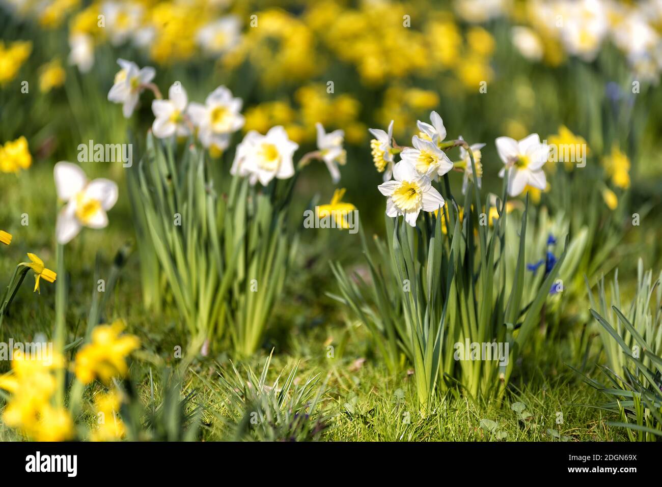 White daffodils in spring Stock Photo