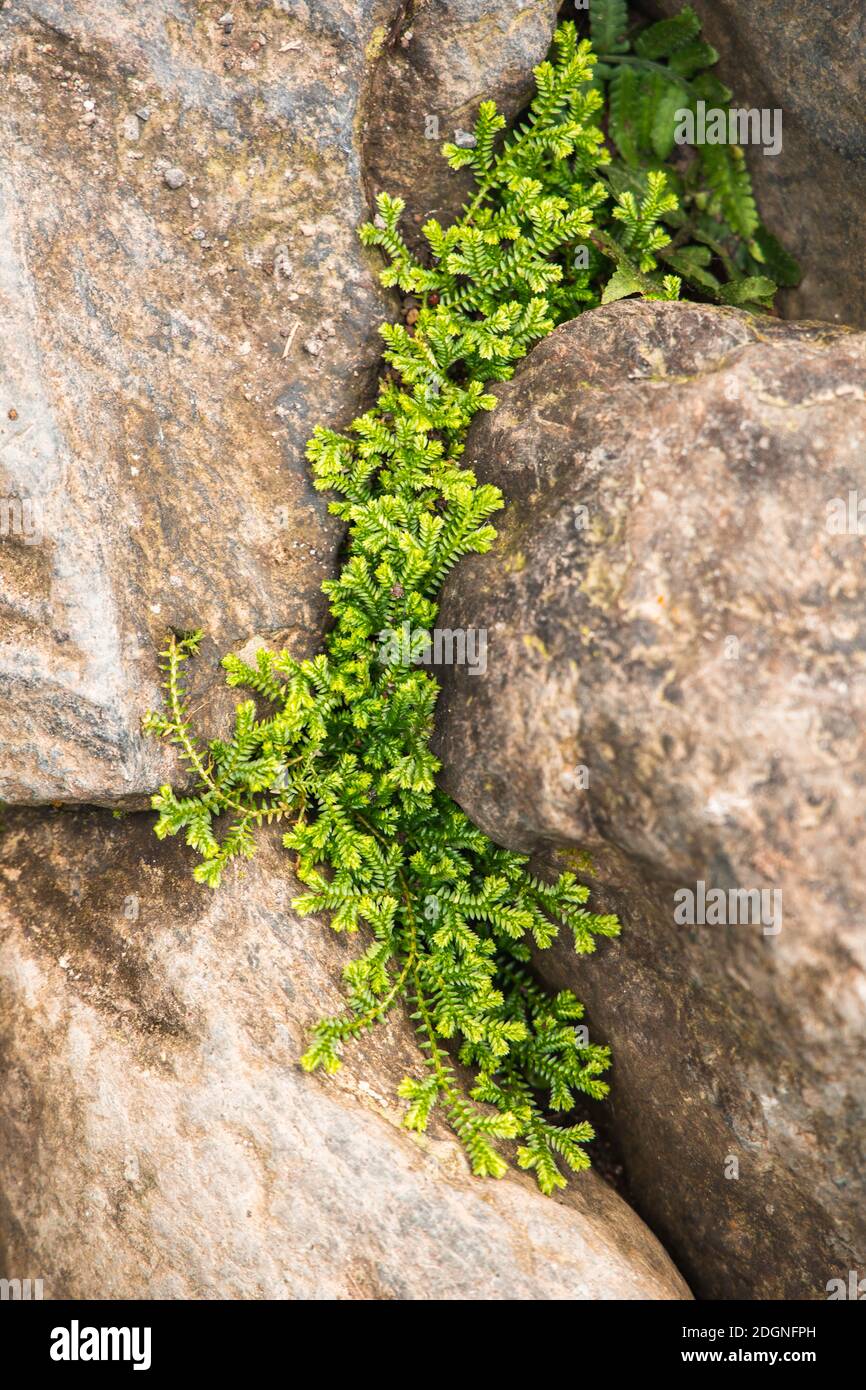 green moss on stone Stock Photo