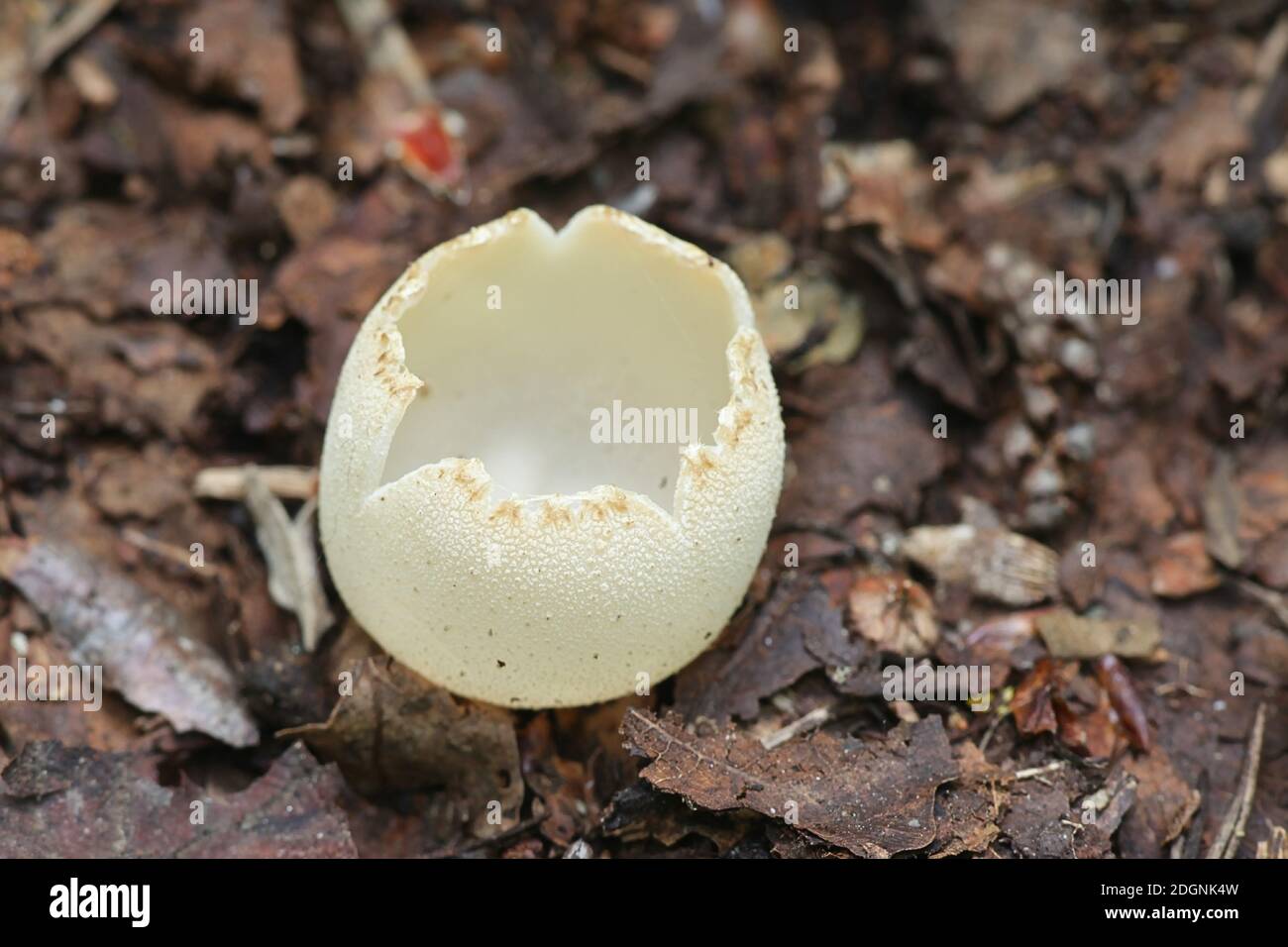 Tarzetta catinus, also called Galactinia pustulata or Peziza pustulata, commonly known as Greater Toothed Cup fungus, wild mushroom from Finlnad Stock Photo