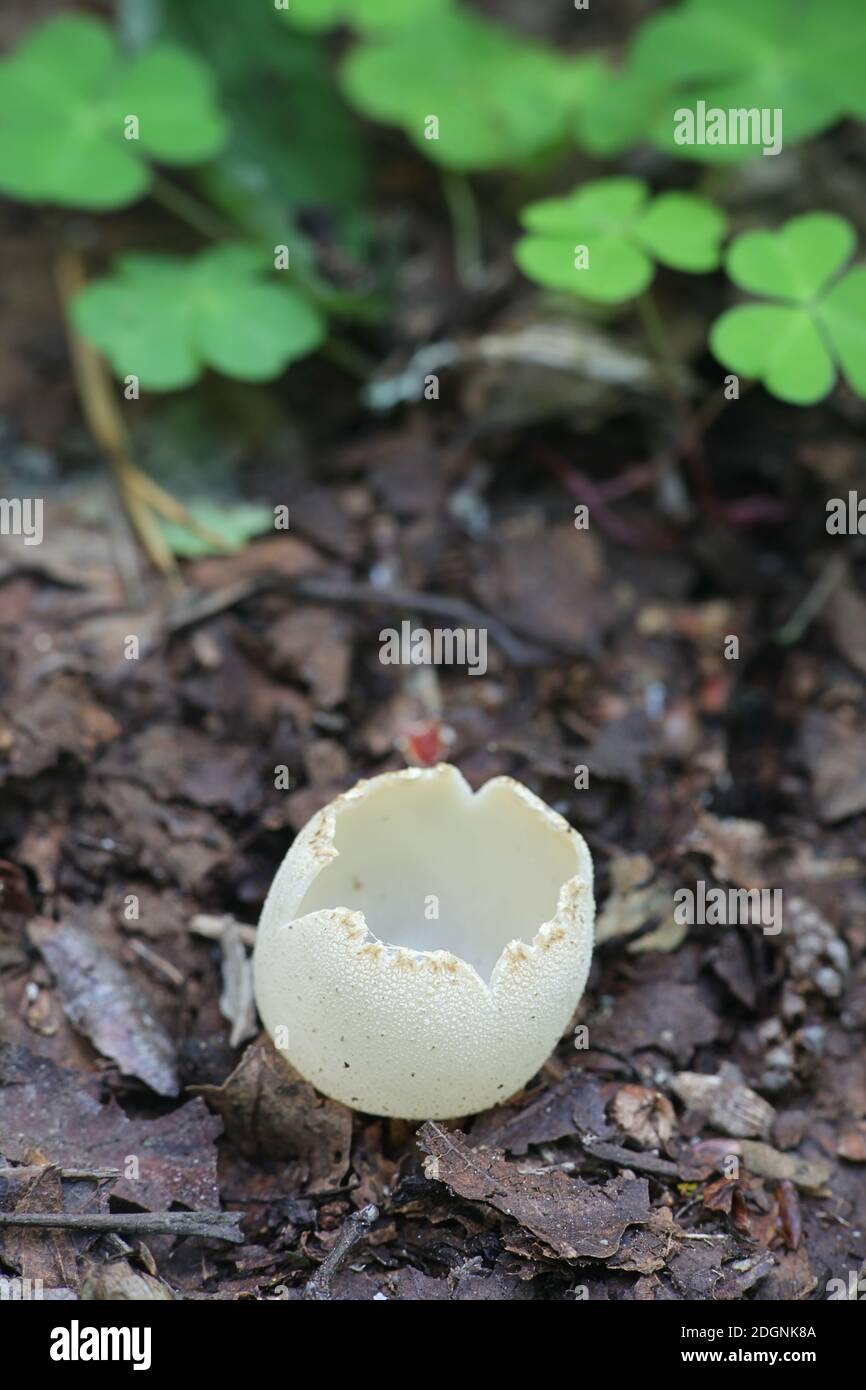 Tarzetta catinus, also called Galactinia pustulata or Peziza pustulata, commonly known as Greater Toothed Cup fungus, wild mushroom from Finlnad Stock Photo