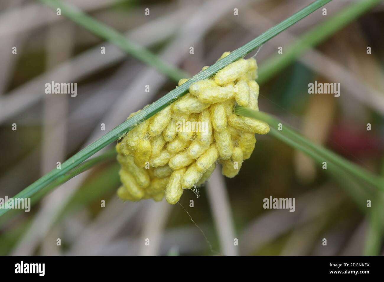 Cocoons of a braconid wasp of the subfamily Microgastrinae Stock Photo