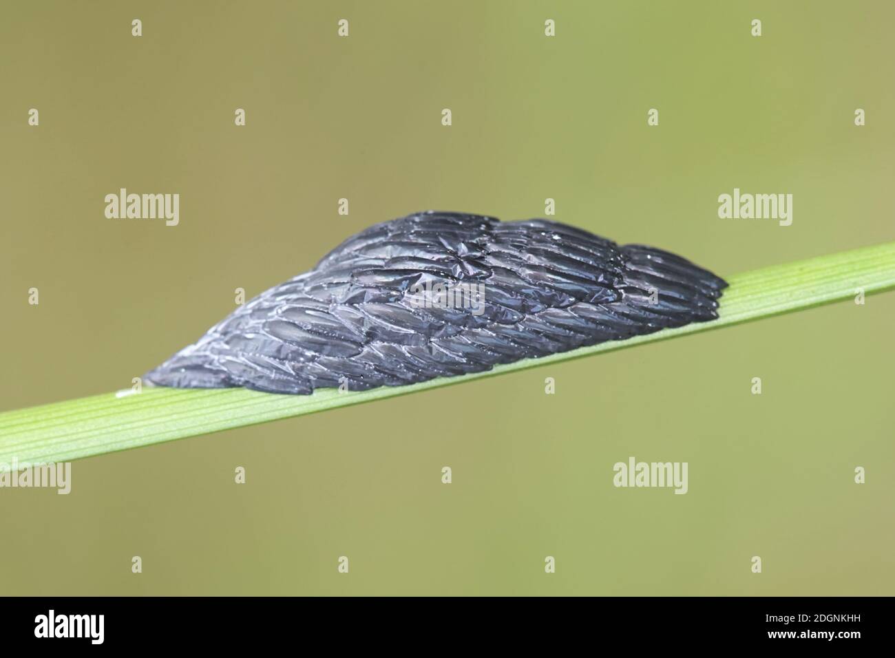 Eggs or egg mass of horsefly Stock Photo Alamy