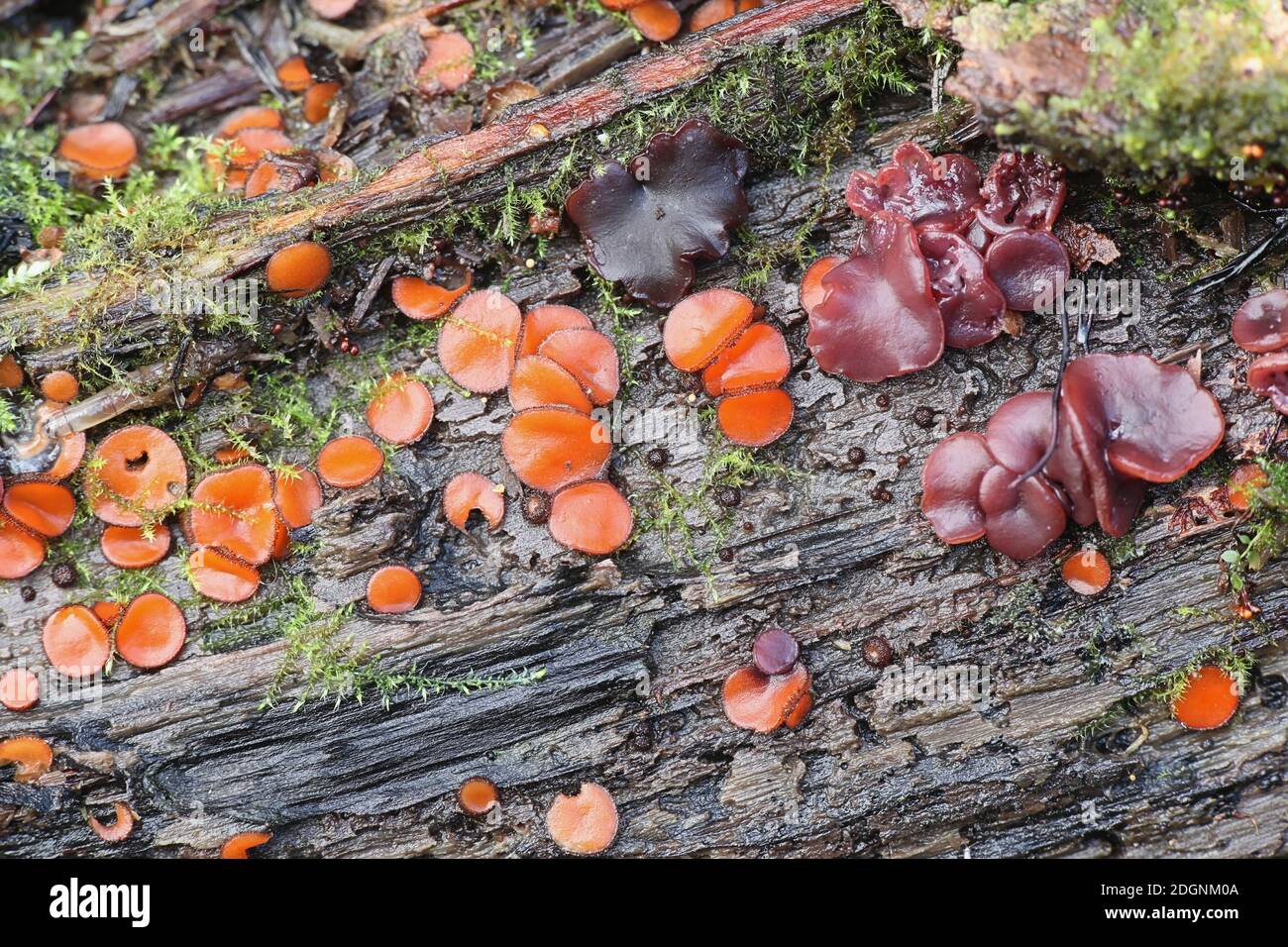 Scutellinia scutellata, known as the eyelash cup, the Molly eye-winker, the scarlet elf cap or the eyelash fungus, wild mushroom from Finland Stock Photo