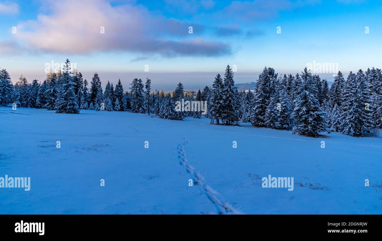 Wundervolle Winterlandschaft im Vorarlberg, snowy landscape in Austria, snowy forest in Christmas time, winter wonderland in the alps, sunny day, hope Stock Photo