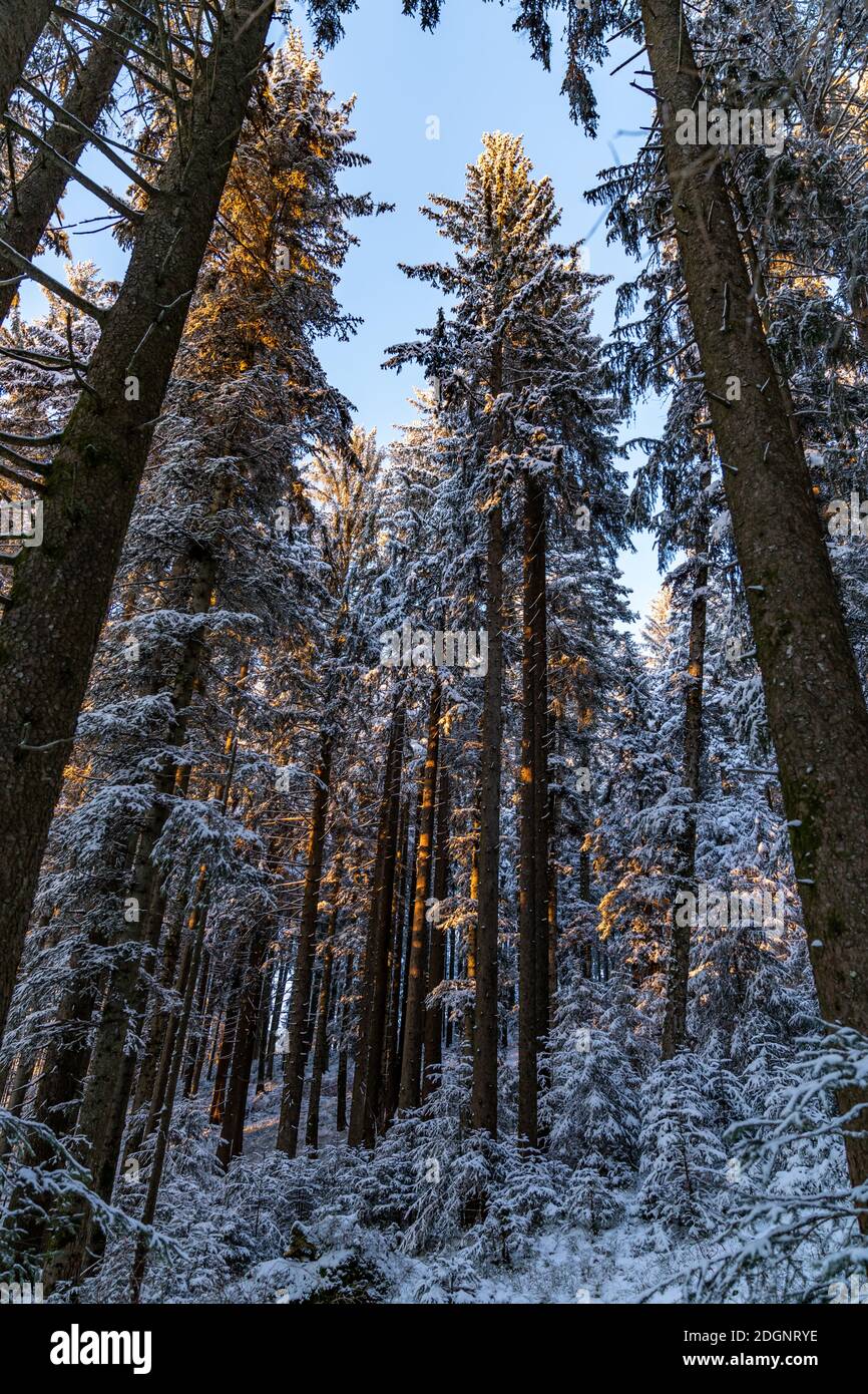 Im frisch verschneiten Tannenwald, auf einer Waldlichtung, schneebedeckter Tannenwald, snowy forest, sunset in the forest, wonderful lighting mood Stock Photo