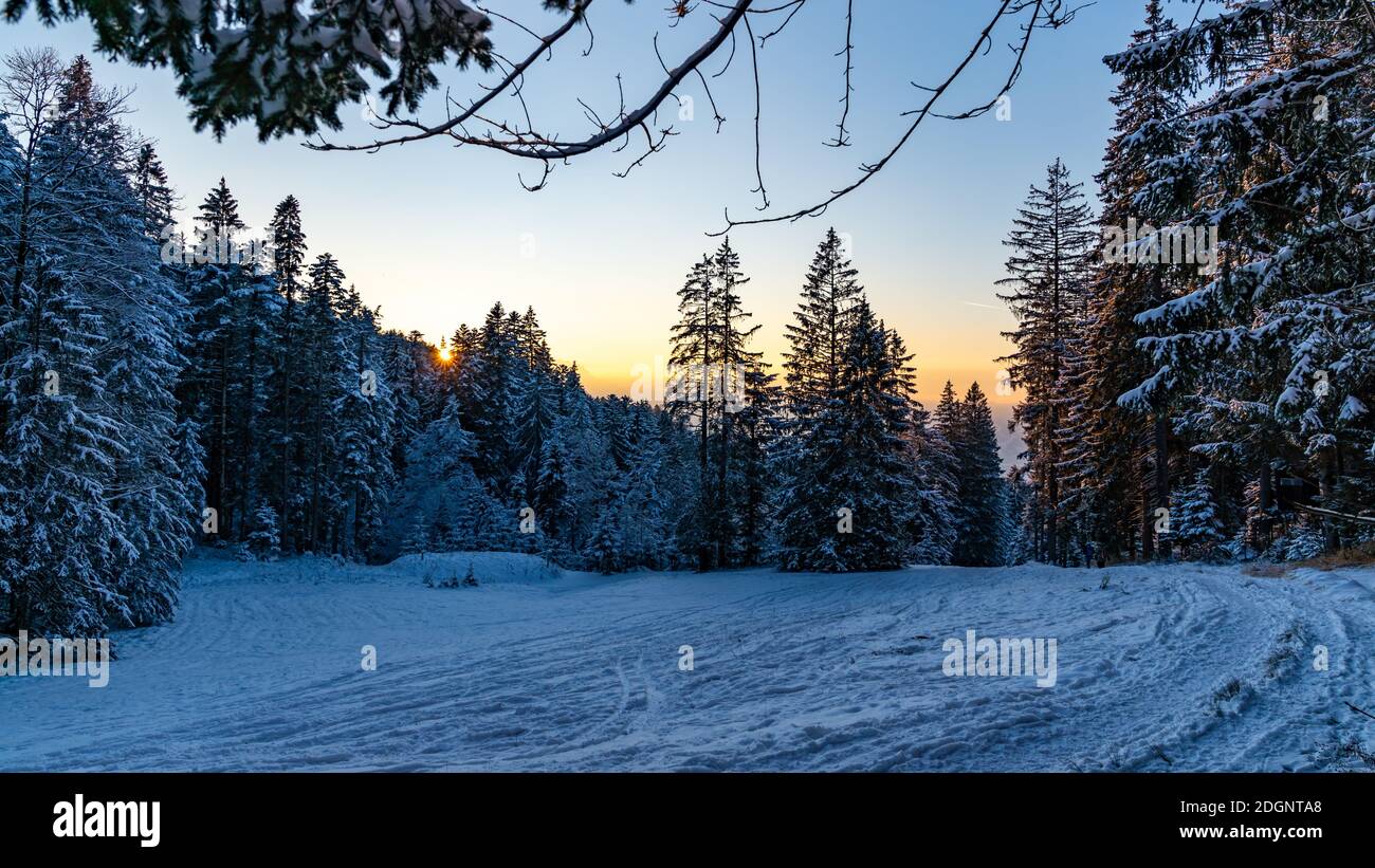 Im frisch verschneiten Tannenwald, auf einer Waldlichtung, schneebedeckter Tannenwald, snowy forest, sunset in the forest, wonderful lighting mood Stock Photo