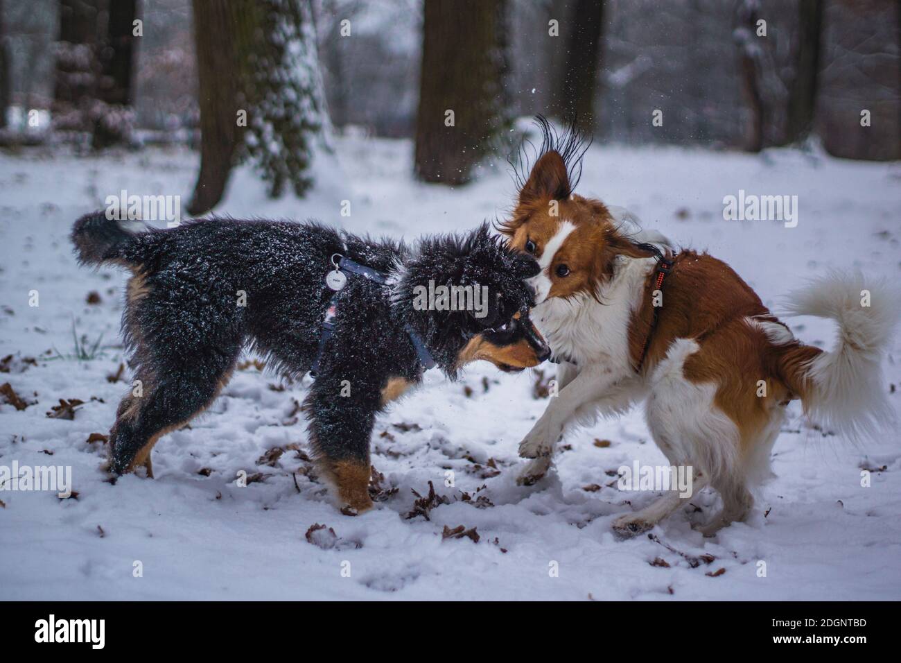 Dogs playing in the Snow Stock Photo