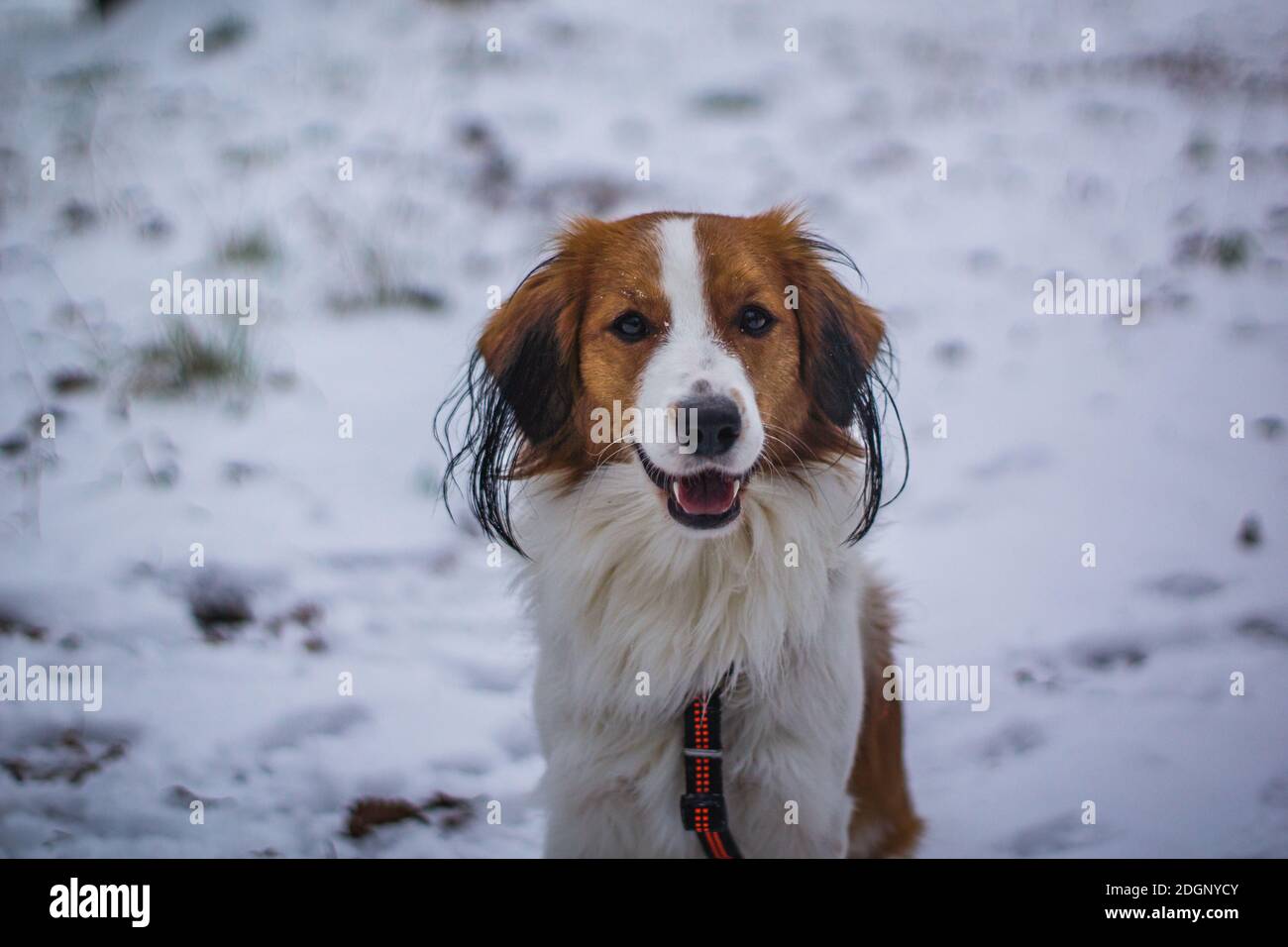 Puppy Dog in the Snow Stock Photo