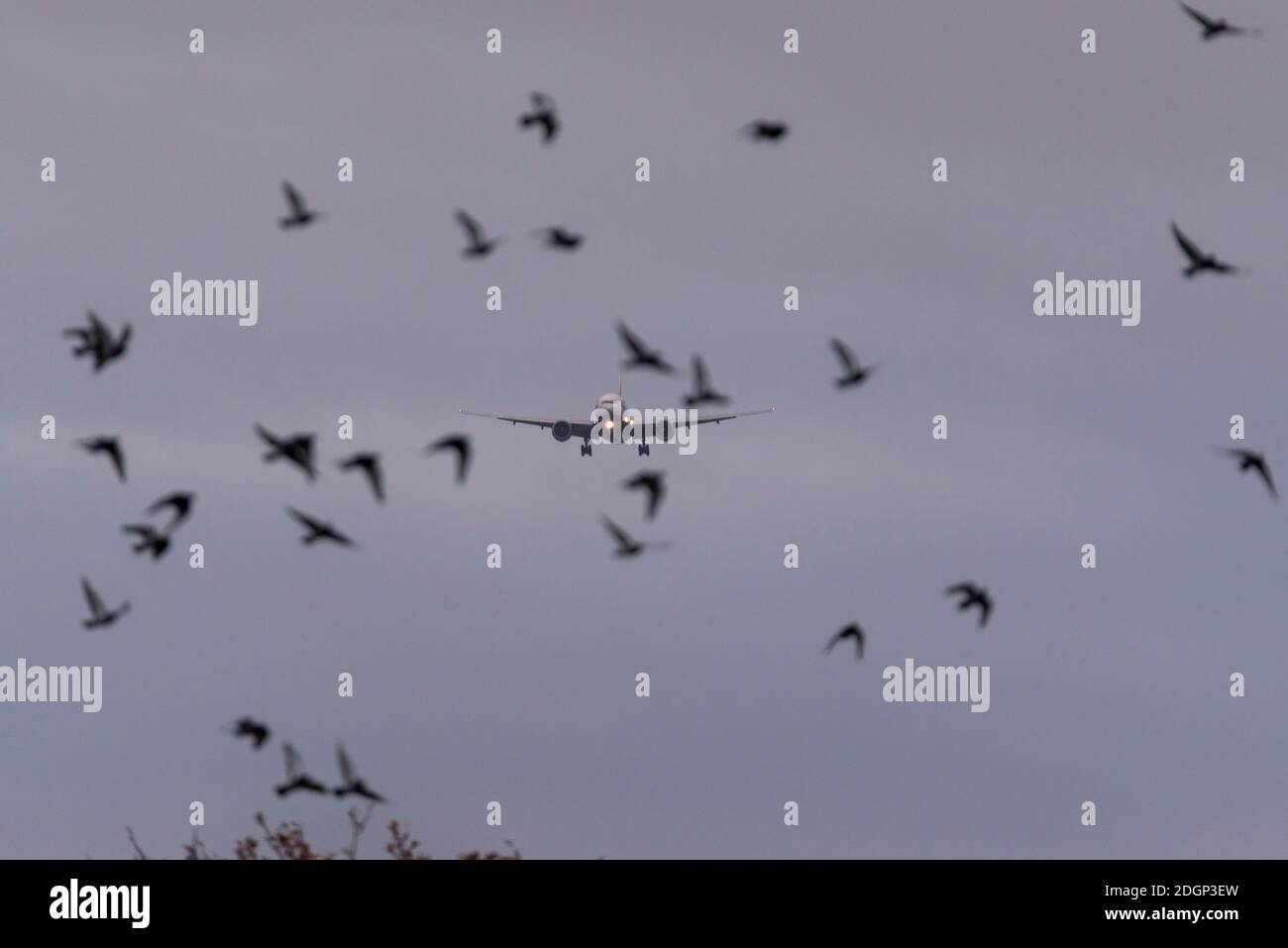 London Heathrow Airport, London, UK. 9th Dec, 2020. Overnight rain has cleared into a cloudy cool morning as the first arrivals land at Heathrow. Birds gathered in the field below the approach sometimes flock in front of the landing jets Stock Photo