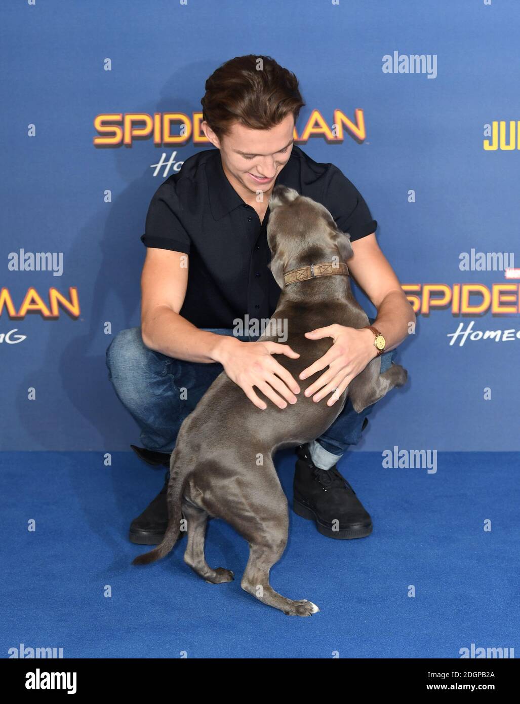 Tom Holland and dog Tessa attending the Spider-Man: Homecoming