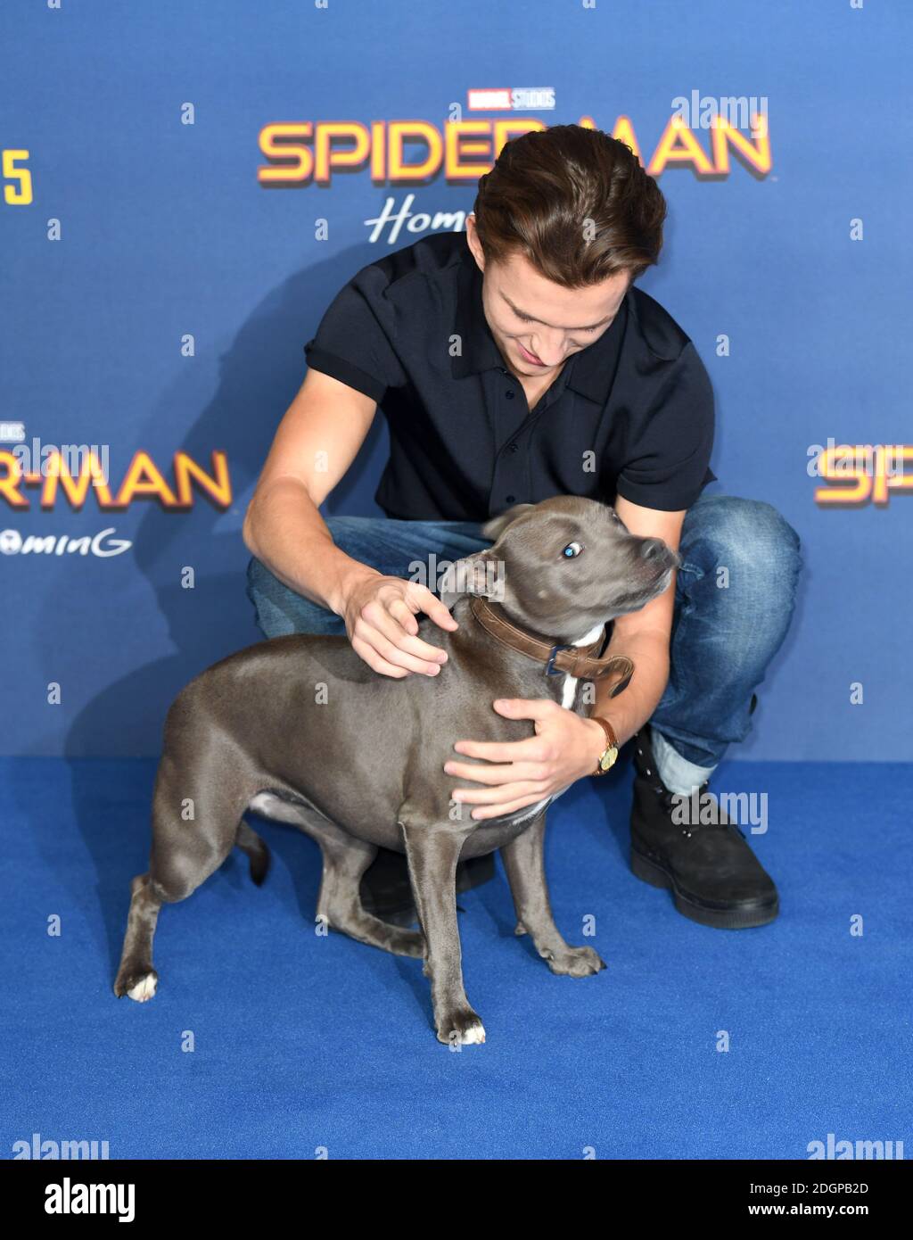 Tom Holland And Dog Tessa Attending The Spider Man Homecoming 