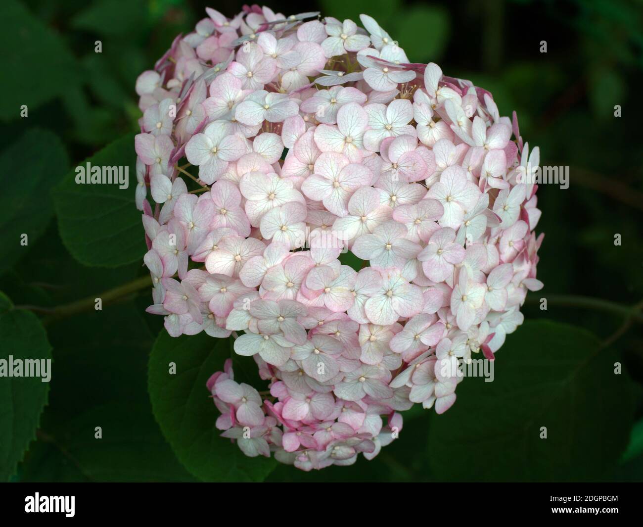 Hydrangea arborescens Candybelle Lollypop or  Bubblegum pink a corymb. Flower close up. Hydrangea arborescens, smooth hydrangea, wild hydrangea Stock Photo