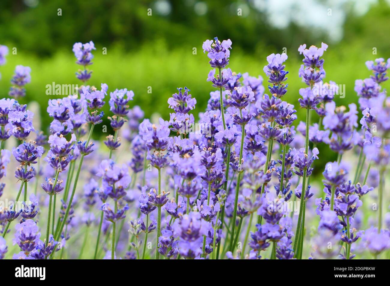 Lavender flowers growing in the garden Stock Photo - Alamy