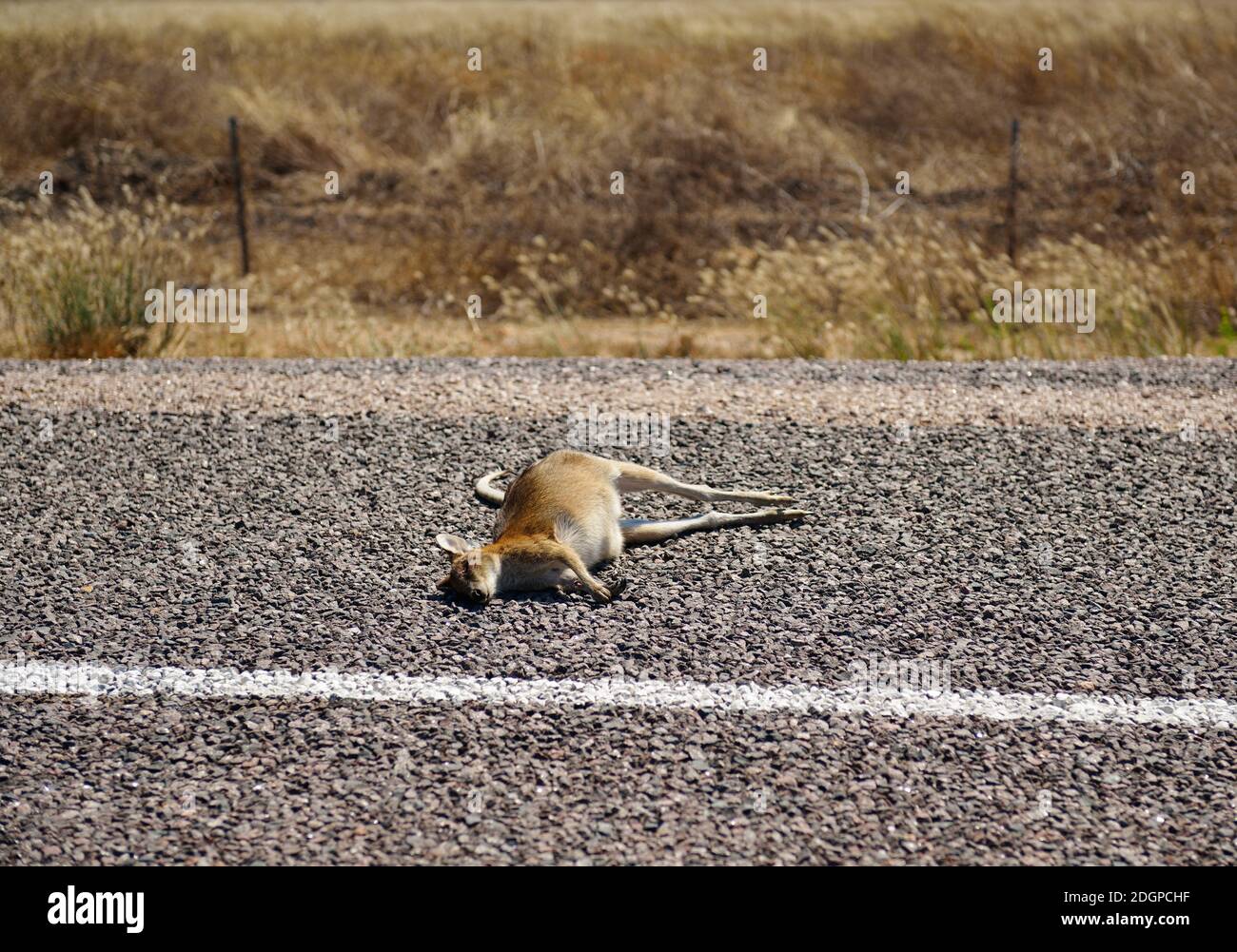 Body of dead kangaroo, hit by car, lying in the middle of the road