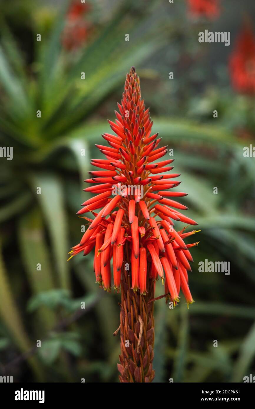 red and yellow tropical flower close up Stock Photo