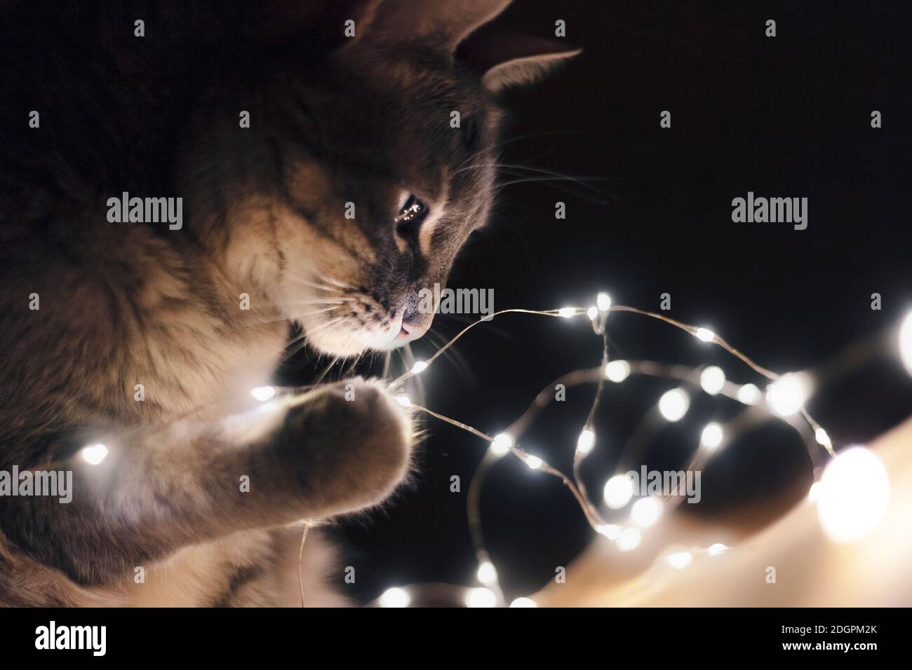Cat with Christmas lights Stock Photo