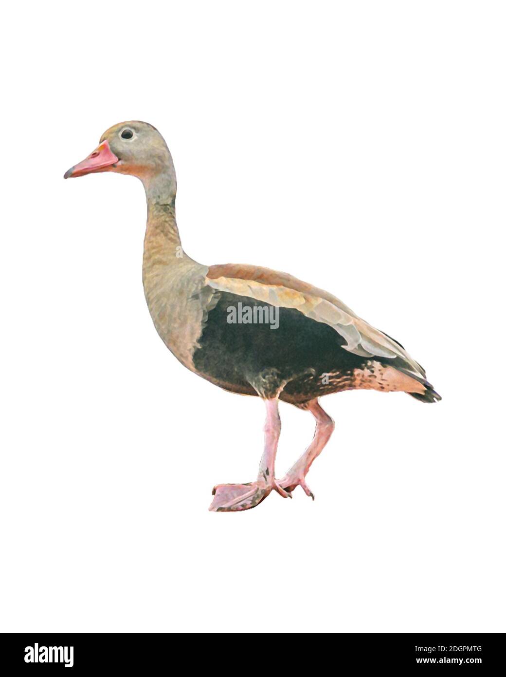 Side View Duck Isolated Photo Stock Photo - Alamy
