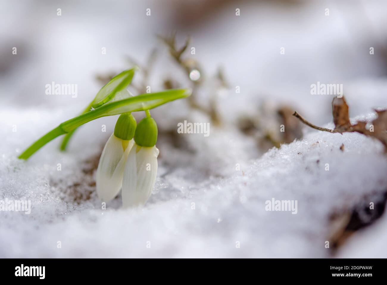 Snowdrop flowers blooming in winter Stock Photo