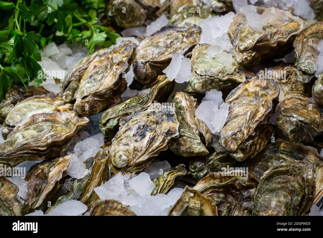 Fresh, raw, Pacific oysters, crassostrea gigas, on a bed of ice in a UK food market Stock Photo