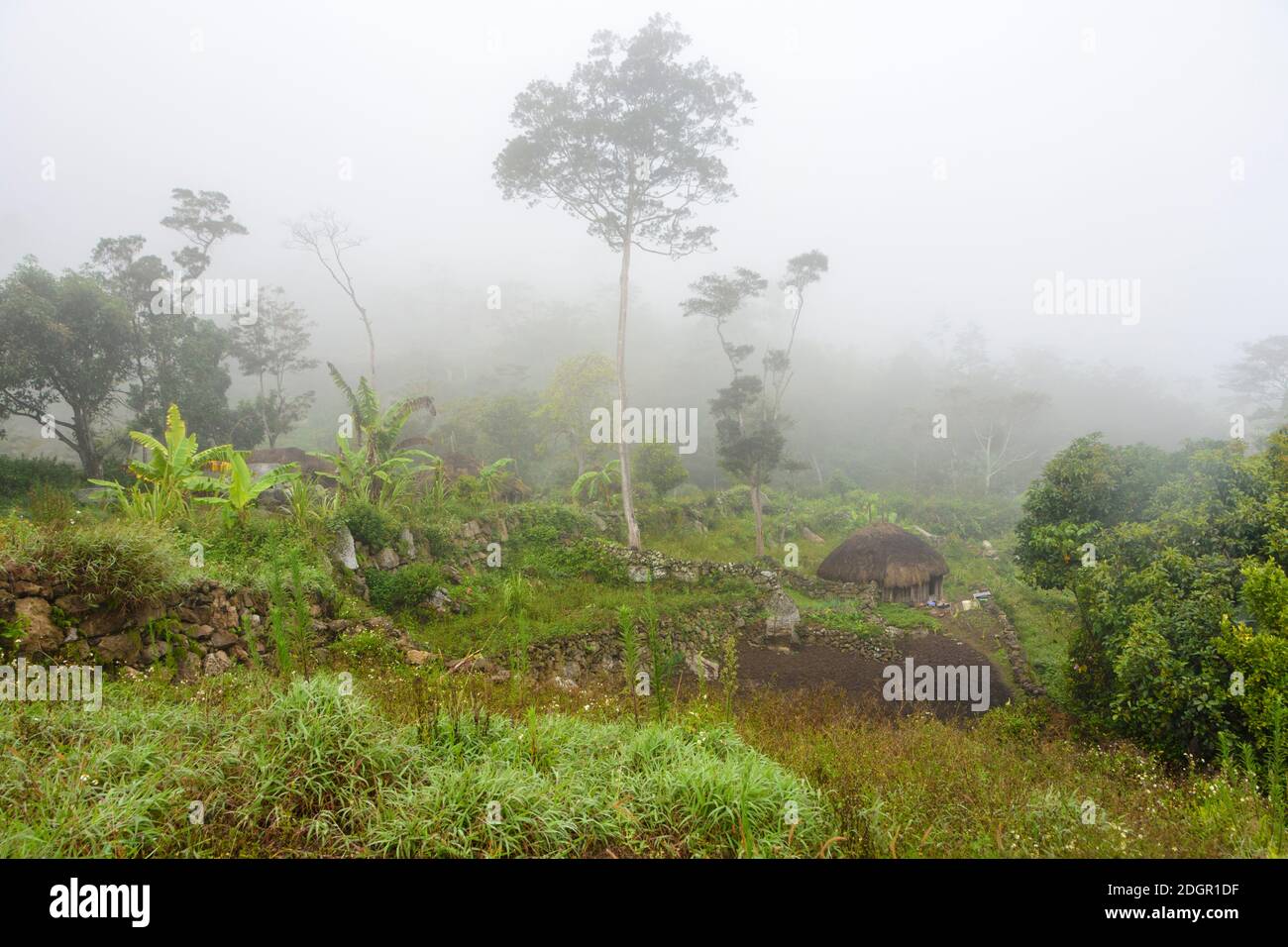 Misty morning in the Baliem Valley. Central Highlands, West Papua, Indonesia Stock Photo
