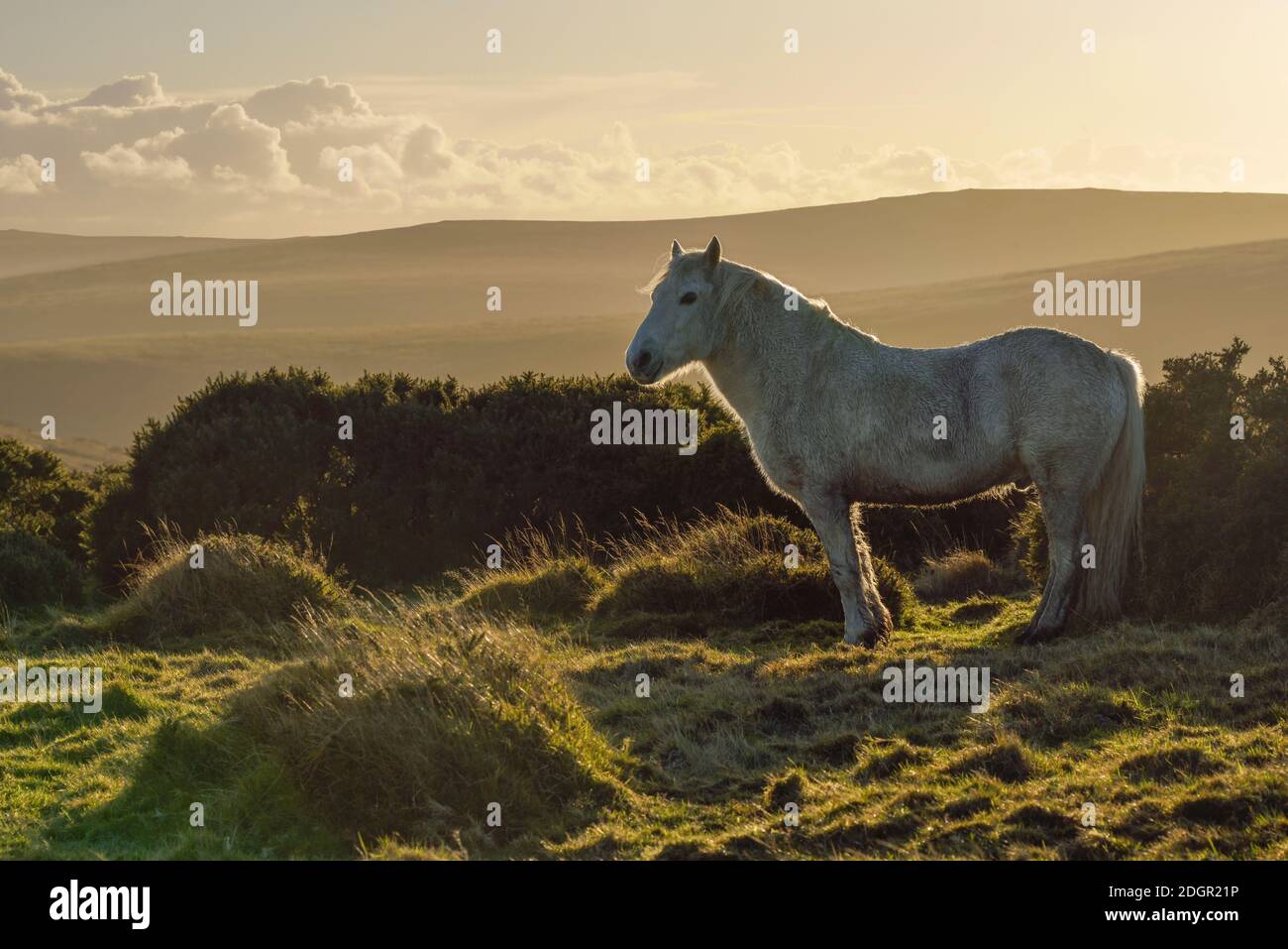 Dartmoor pony and gorse hires stock photography and images Alamy