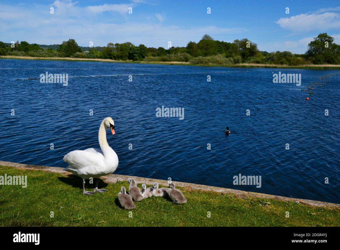 Spring at Tring Reservoirs. The birds have babies. Swan with young goslings. Stock Photo