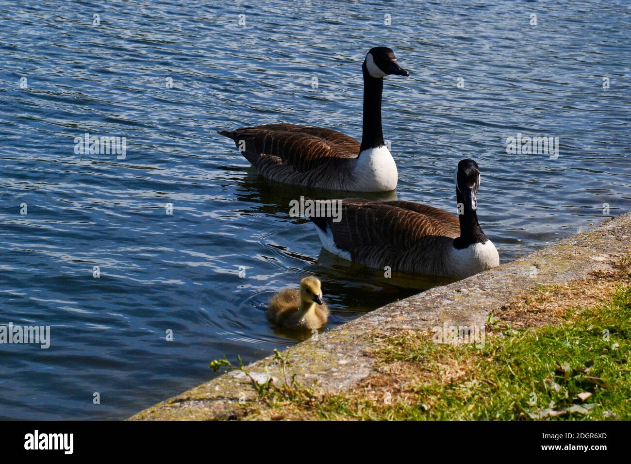 Spring at Tring Reservoirs. The birds have babies. Canada geese with chick in the reservoir. Stock Photo