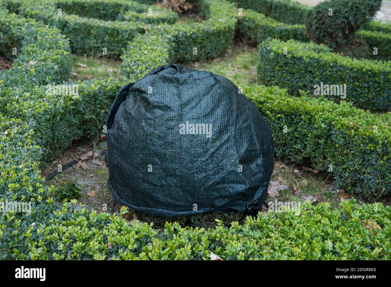 Shrubs protection from frost in winter in a beautiful boxwood garden