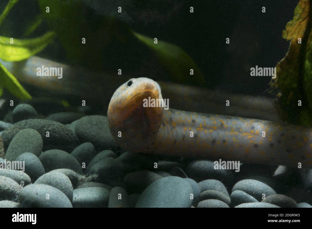 Asian Swamp Eel, Monopterus javanensis, swamp eel Stock Photo