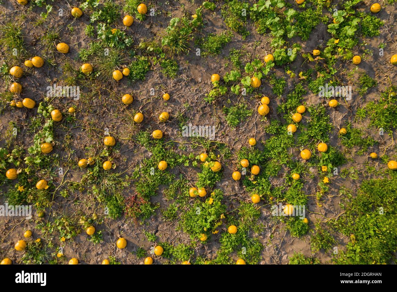 Structure of pumpkins growing on a field from aerial view Stock Photo ...