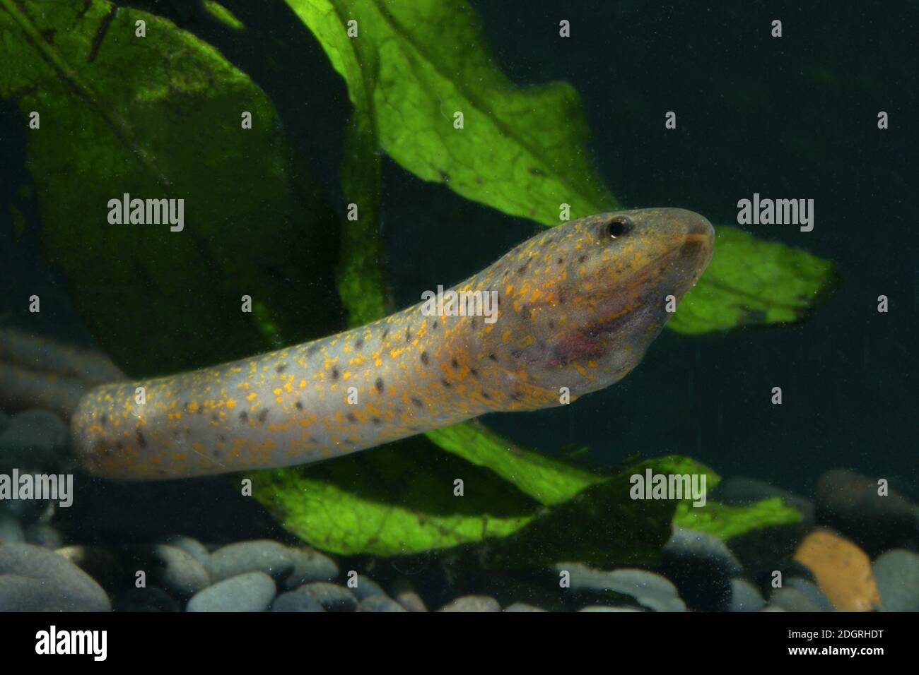 Asian Swamp Eel, Monopterus javanensis, swamp eel Stock Photo