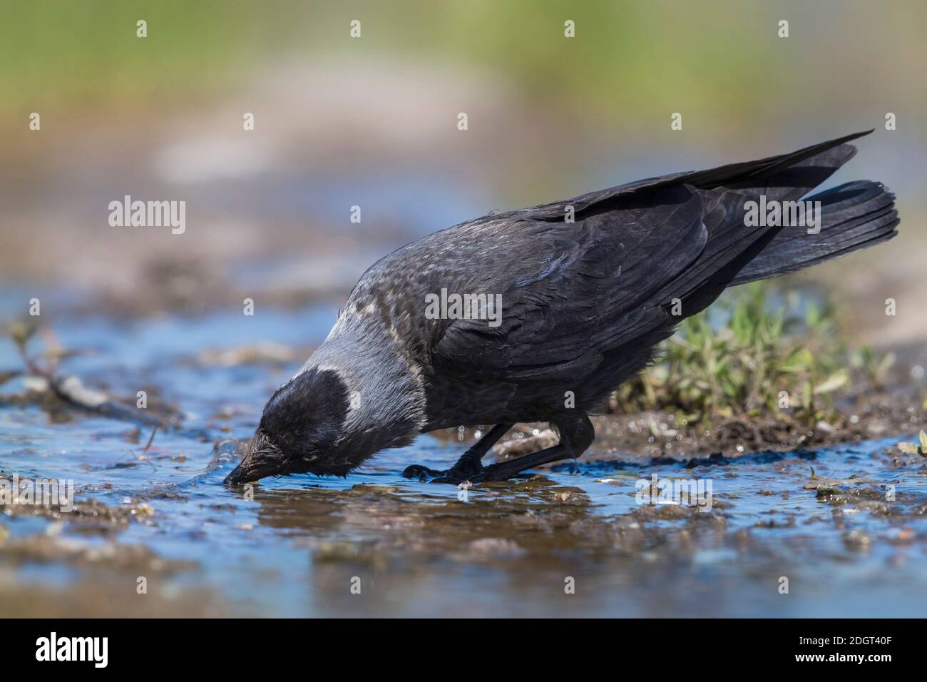 Kauw; Eurasian Jackdow; Corvus monedula Stock Photo