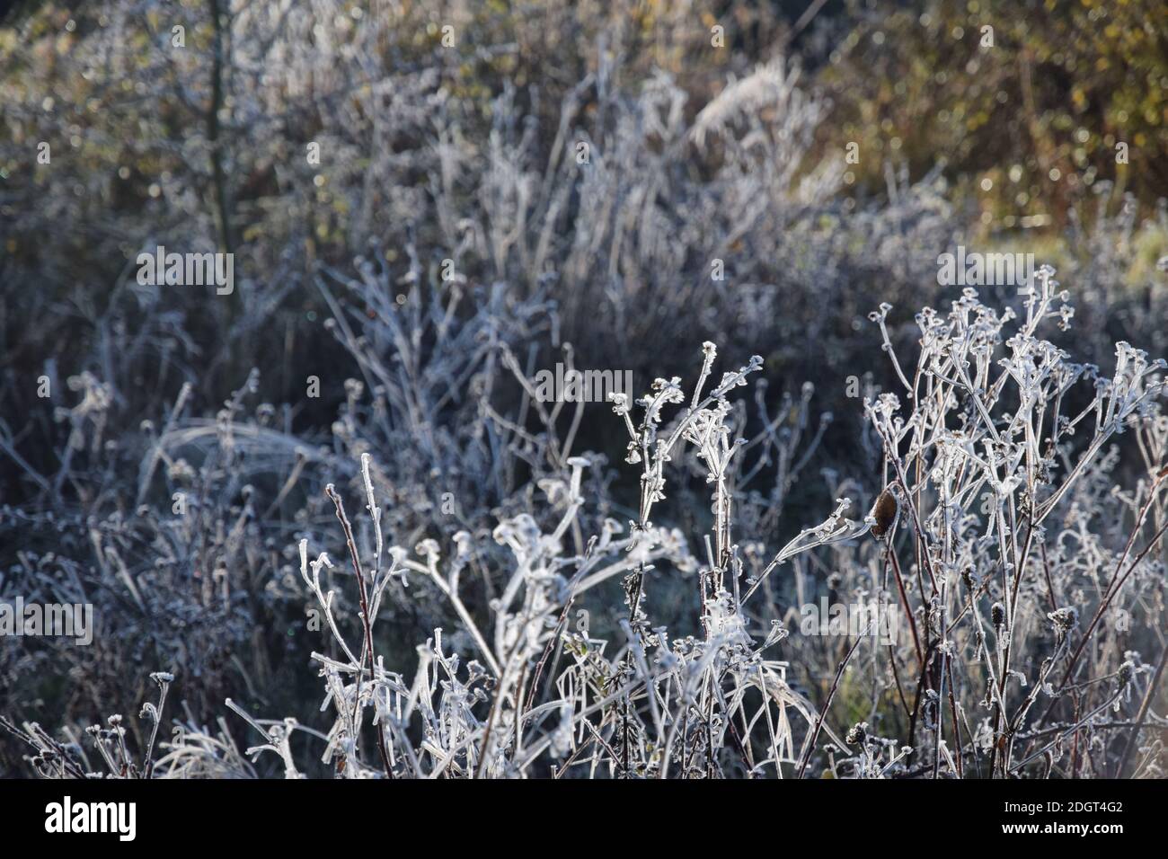 Frost plants hi-res stock photography and images - Alamy