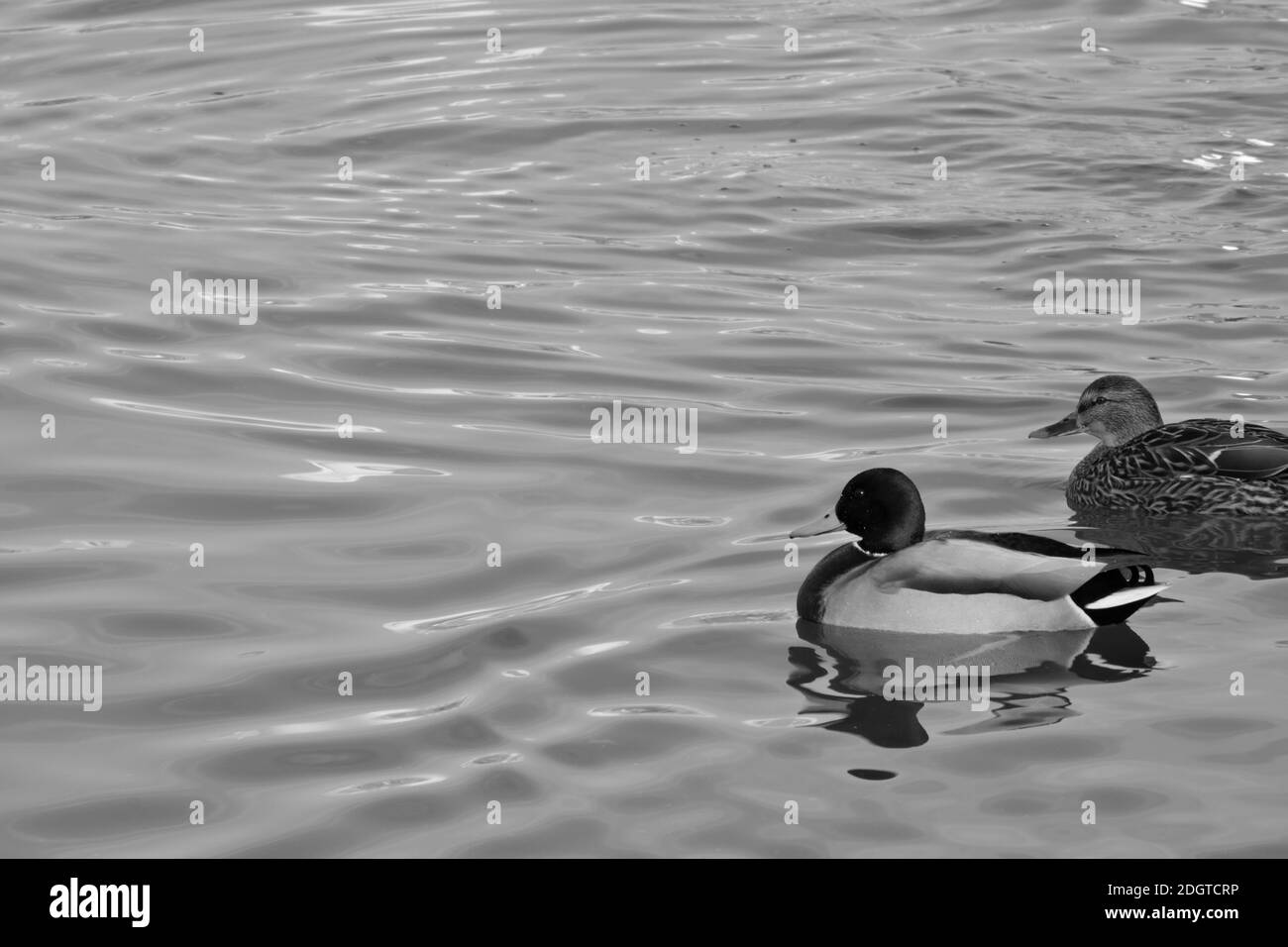 Ducks Photographed Mono-color Stock Photo