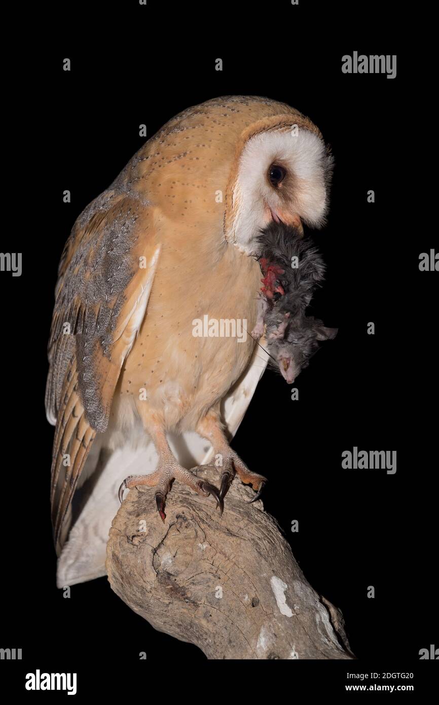 Portrait of Barn owl with mouse in the beak (Tyto alba) Stock Photo