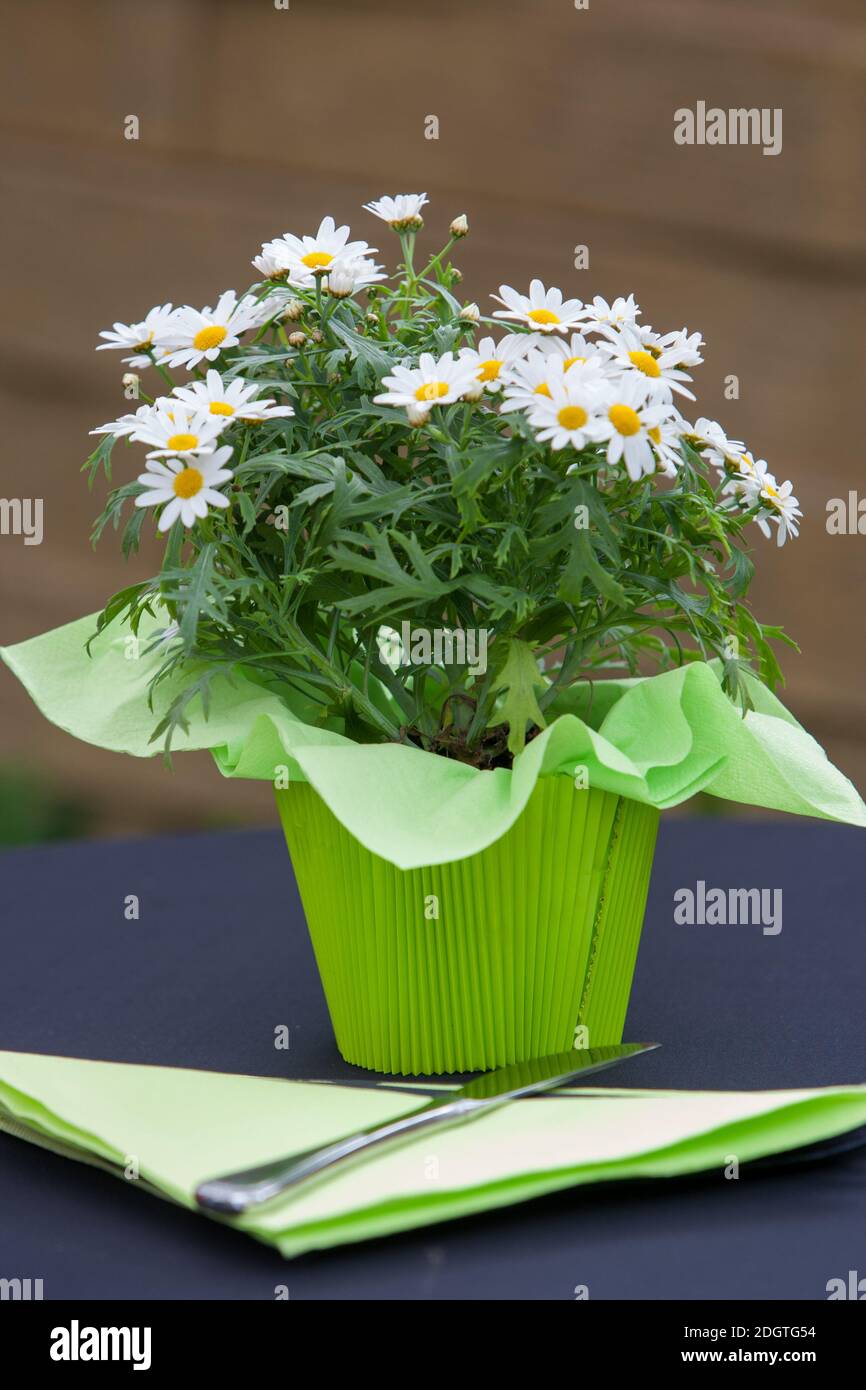 White daisies in a pot Stock Photo Alamy
