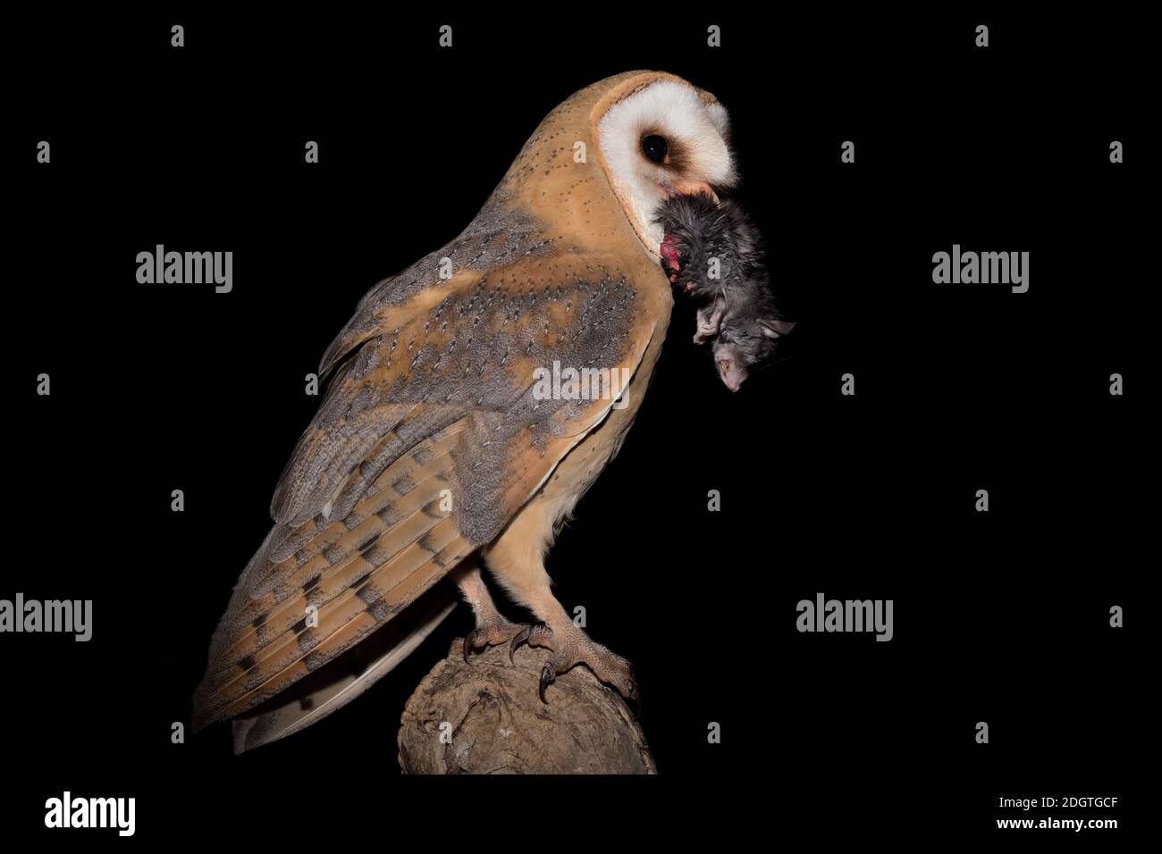 Portrait of Barn owl with mouse in the beak (Tyto alba) Stock Photo