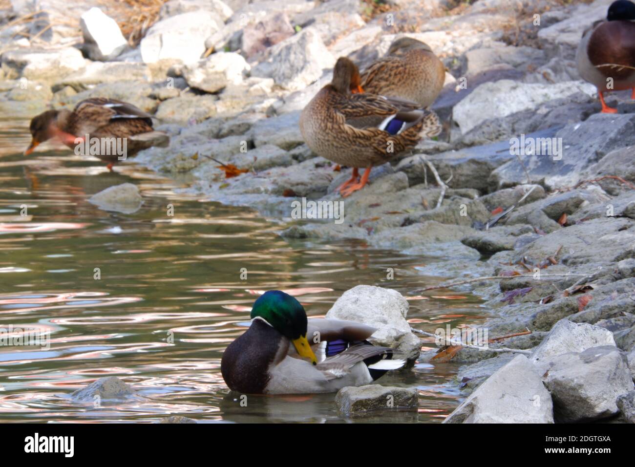 Ducks at Watersıde Stock Photo