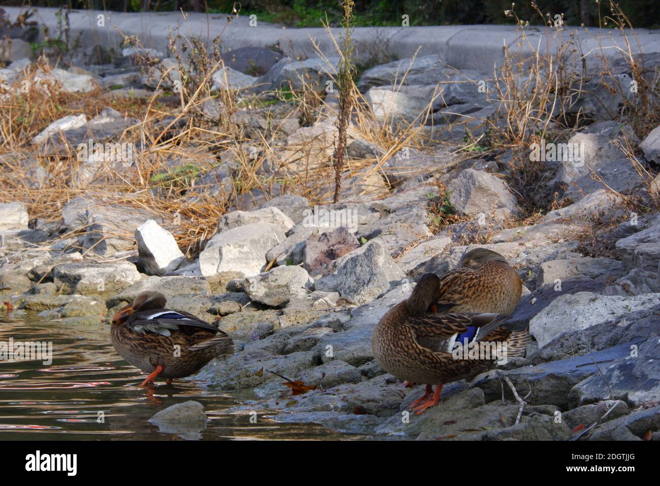 Ducks at Watersıde Stock Photo