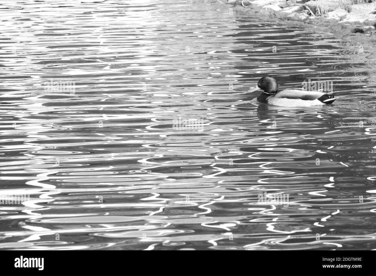 Ducks Photographed Mono-color Stock Photo